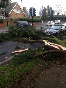 UK Storm - fallen tree