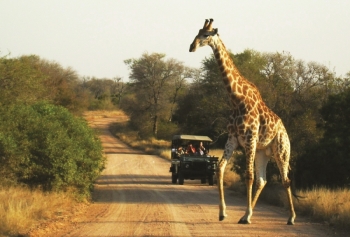 Cl Ic Kruger Park Safari Cl Ic Kruger Park Safari