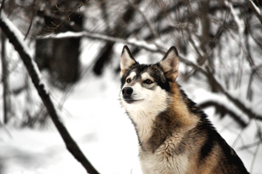 Wolf Sanctuary of PA (5 Day Weather Forecast For Lititz)