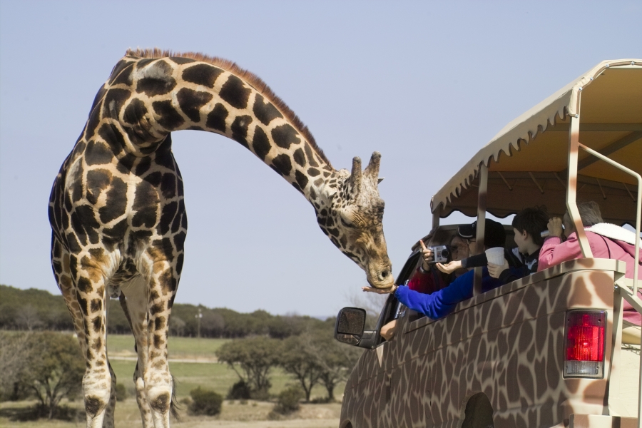 Fossil Rim Wildlife Center Day Weather Forecast For Glen Rose 