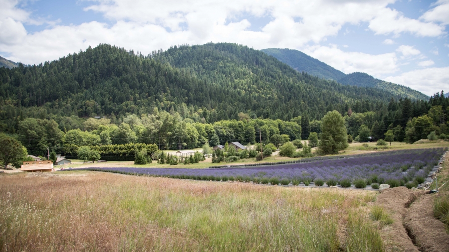 The English Lavender Farm (7 Day Weather Forecast For Applegate)