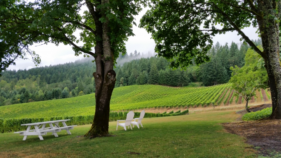 Oregon Wine Tours (7 Day Weather Forecast For Dundee)
