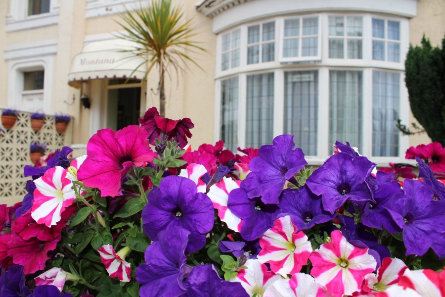 The Montana (7 Day Weather Forecast For Torquay)