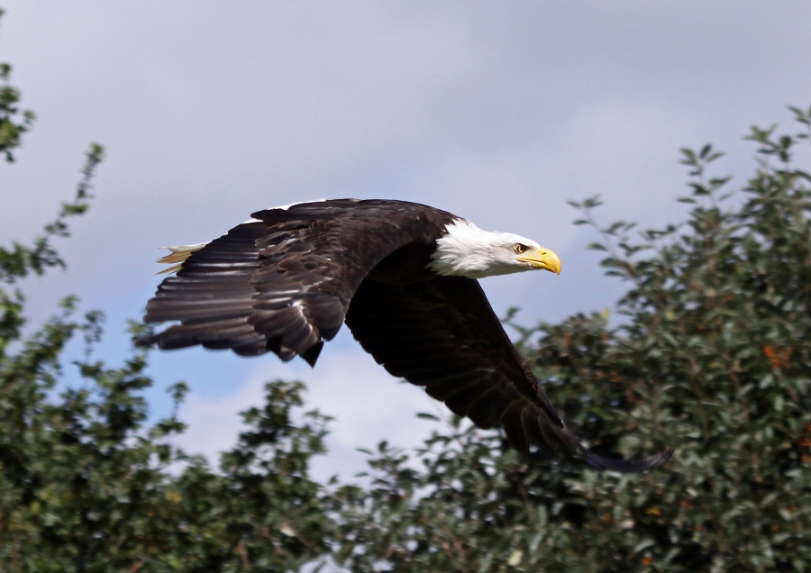 Eagle Heights (7 Day Weather Forecast For Eynsford)