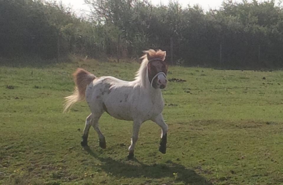 Essex Horse and Pony Protection Society (7 Day Weather Forecast For